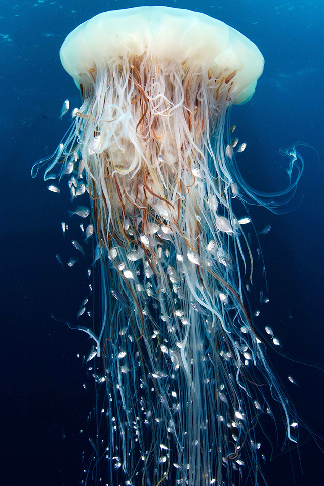 quallen wallpaper iphone,qualle,wirbellose meerestiere,cnidaria,wirbellos,meeresbiologie