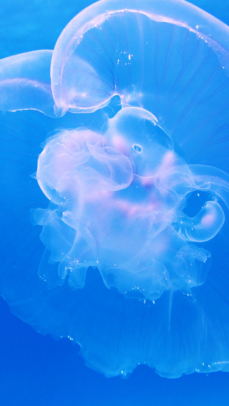 jellyfish wallpaper iphone,blue,water,sky,jellyfish,azure