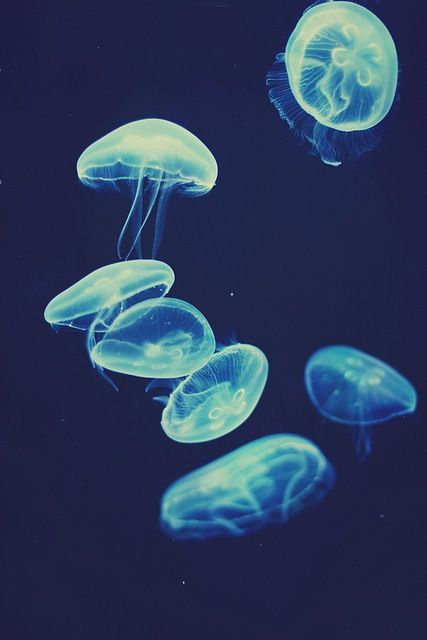 jellyfish wallpaper iphone,jellyfish,bioluminescence,blue,organism,cnidaria