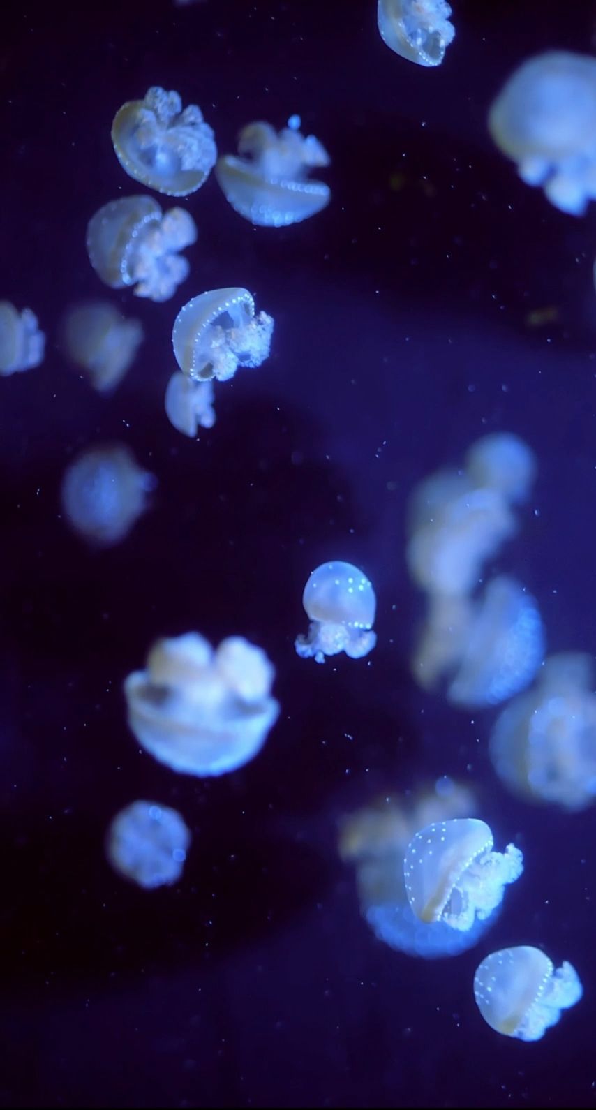 Jellyfish Wallpaper Iphone Organism Electric Blue Bioluminescence Water Sky Wallpaperuse