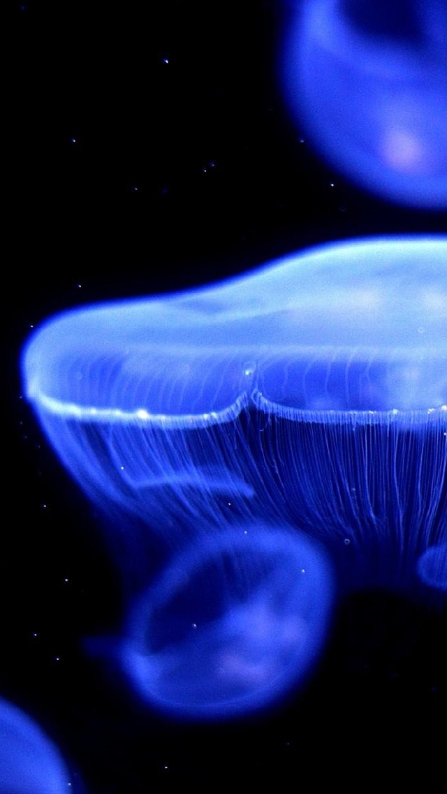 jellyfish wallpaper iphone,blue,water,electric blue,bioluminescence,sky