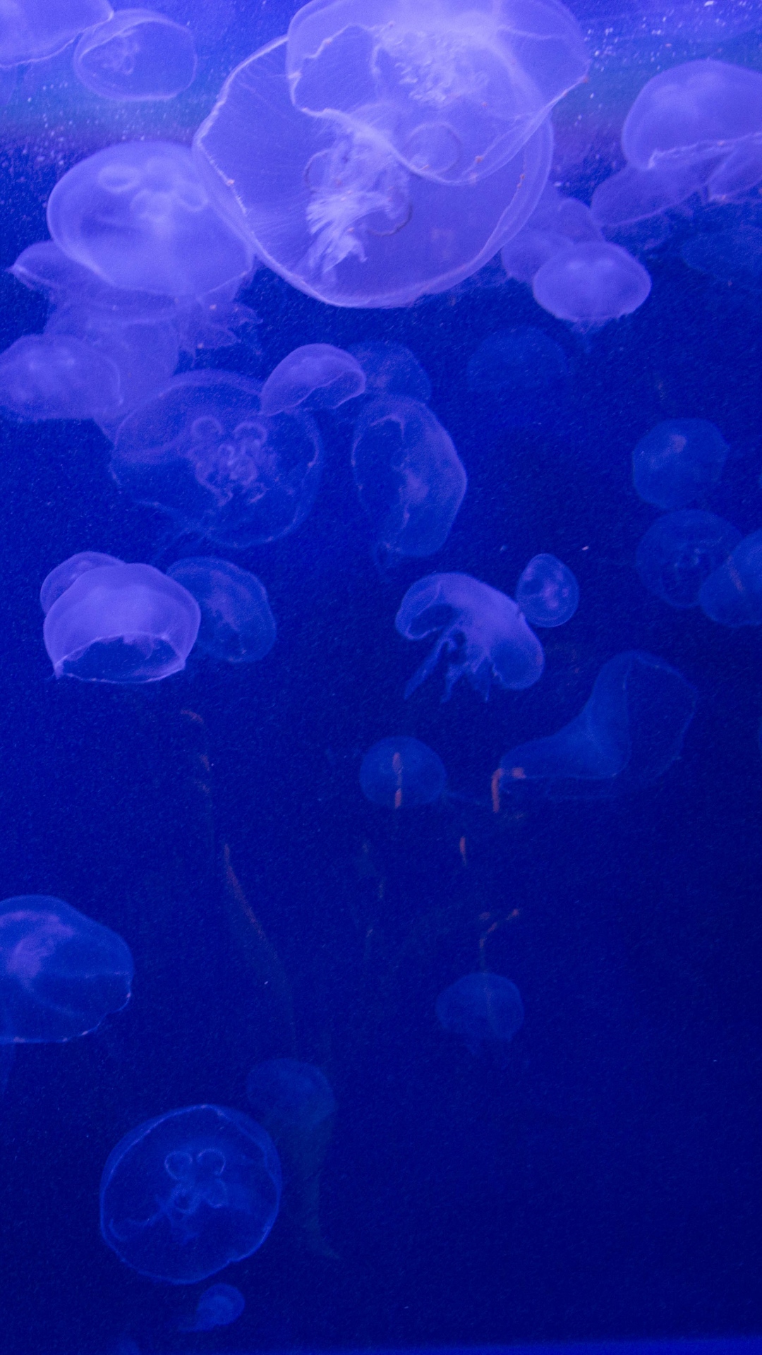 quallen wallpaper iphone,qualle,blau,kobaltblau,elektrisches blau,cnidaria