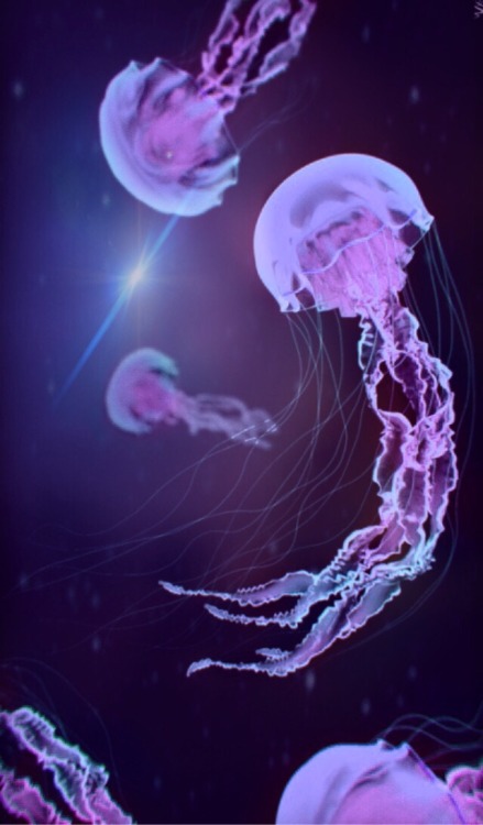 quallen wallpaper iphone,qualle,cnidaria,lila,wirbellose meerestiere,platz