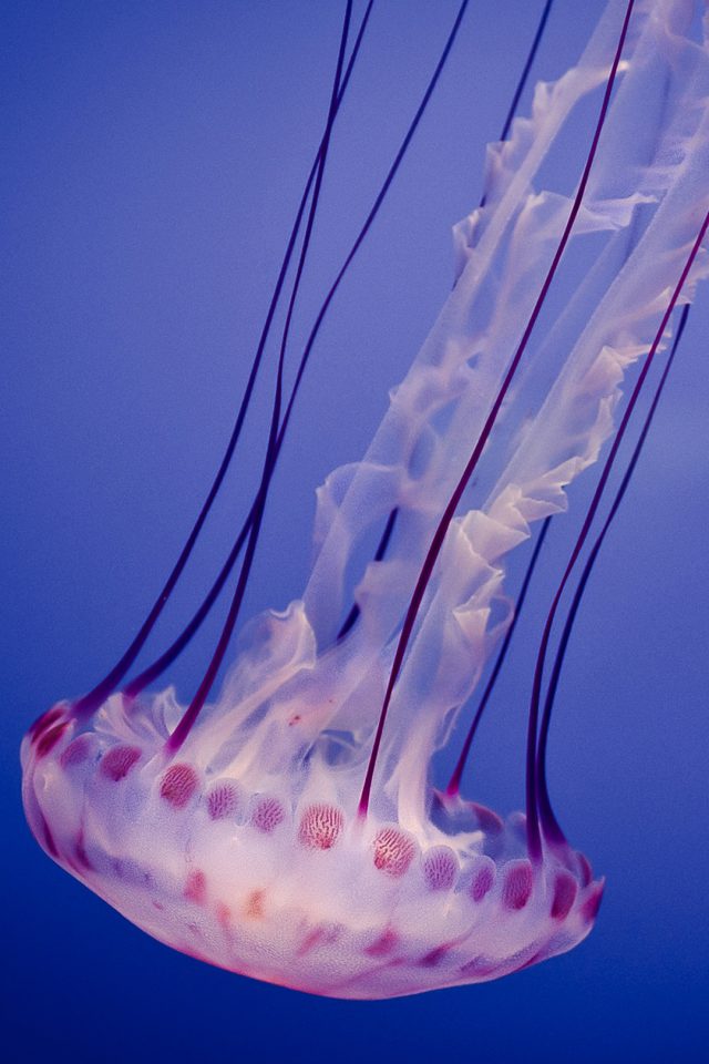 fond d'écran de méduses iphone,méduse,cnidaria,invertébrés marins,invertébré,biologie marine