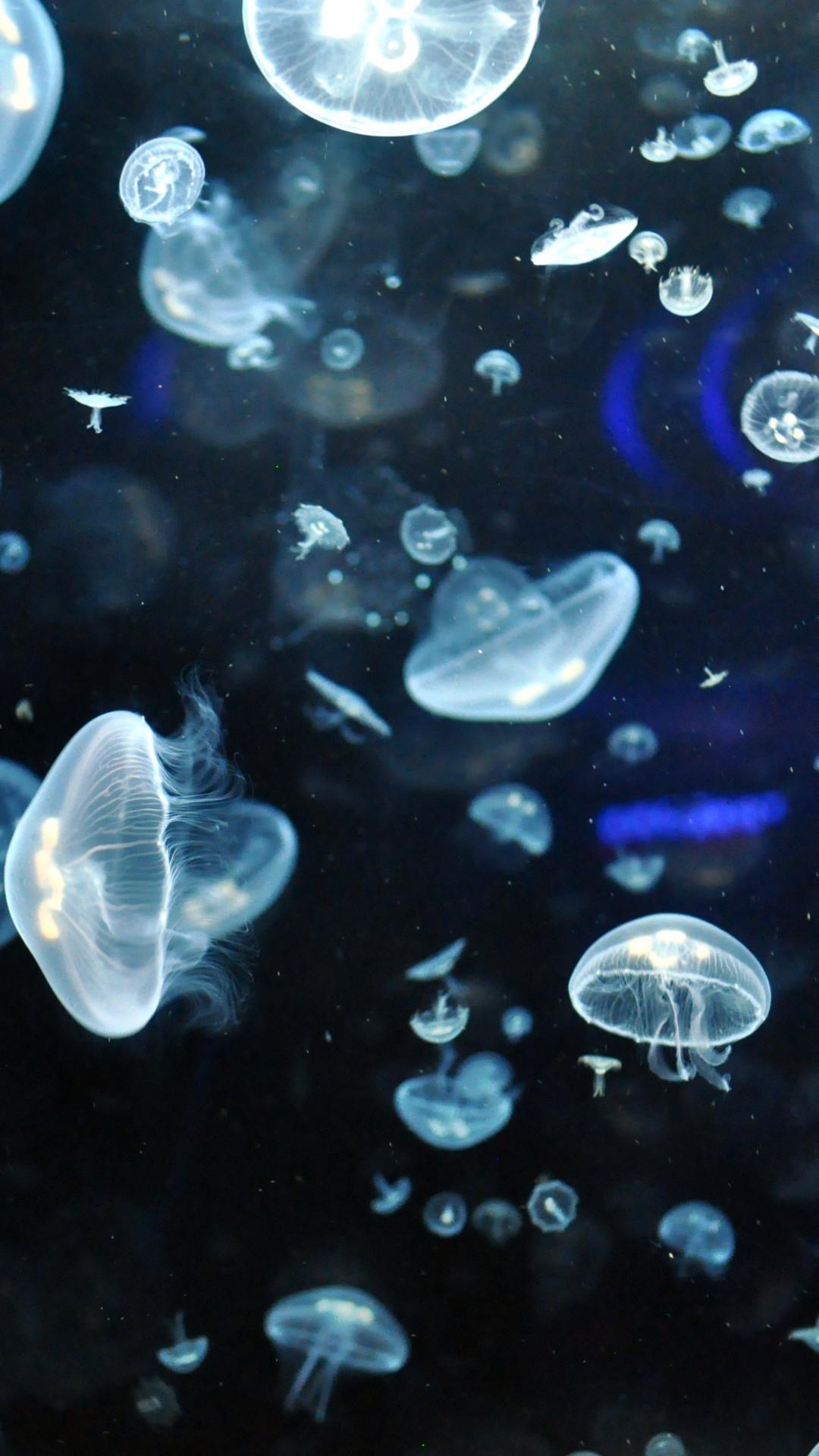 quallen wallpaper iphone,qualle,wasser,blau,cnidaria,meeresbiologie