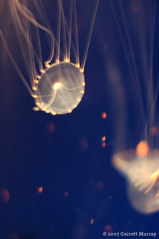 jellyfish wallpaper iphone,water,jellyfish,sky,cnidaria,marine invertebrates