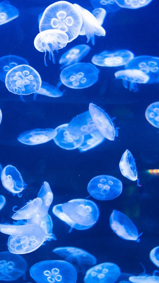 jellyfish wallpaper iphone,jellyfish,blue,water,cobalt blue,organism