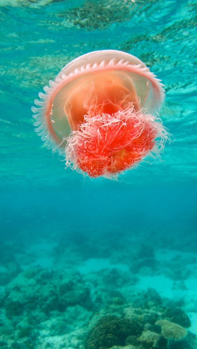 jellyfish wallpaper iphone,jellyfish,cnidaria,water,marine invertebrates,turquoise