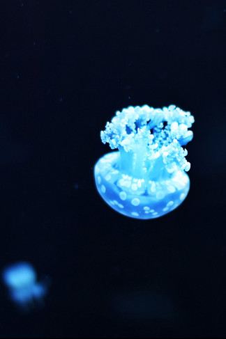 jellyfish wallpaper iphone,blue,water,jellyfish,cnidaria,electric blue