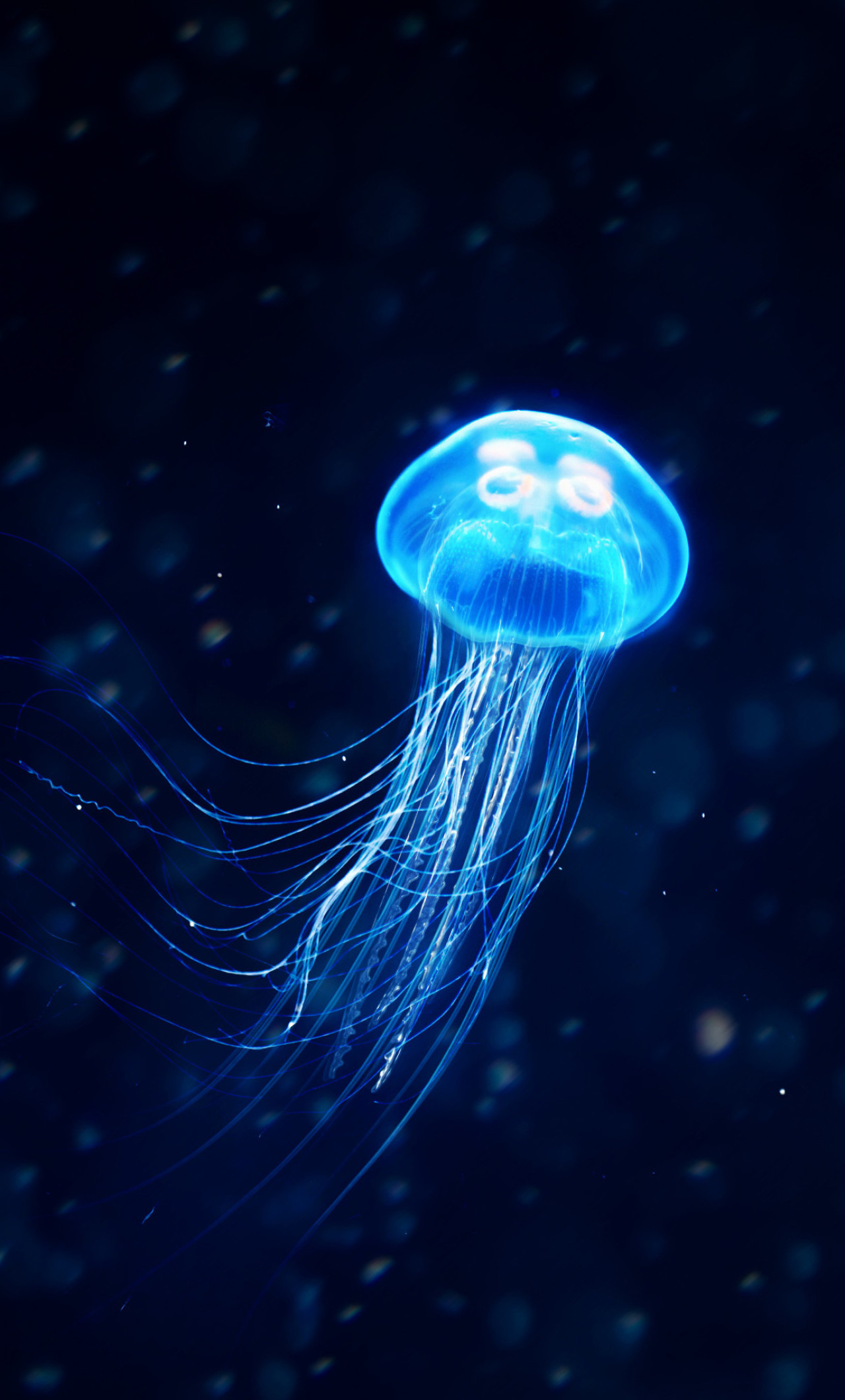 jellyfish wallpaper iphone,jellyfish,cnidaria,blue,water,bioluminescence