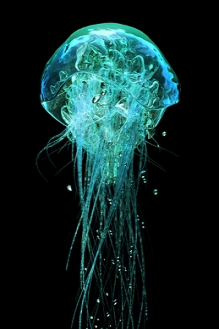 medusas fondos de pantalla iphone,medusa,cnidaria,cuadro de medusas,turquesa,agua