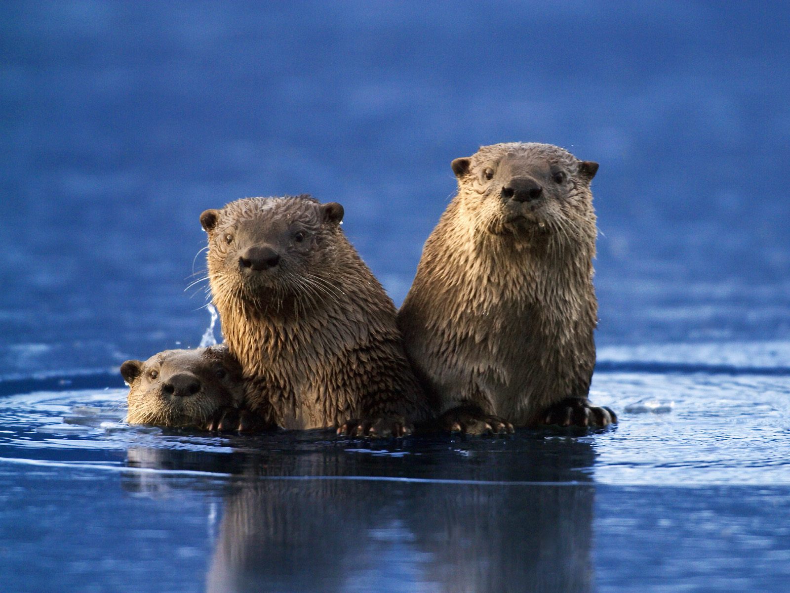 seeotter tapete,otter,nordamerikanischer flussotter,landtier,seeotter,tierwelt