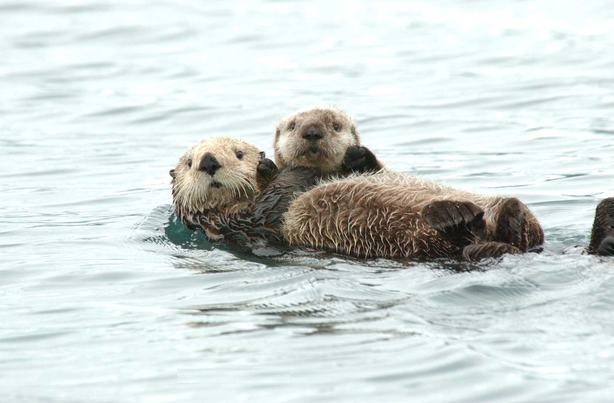 carta da parati lontra di mare,lontra,mammifero marino,lontra,lontra di fiume nordamericana,sigillo del porto