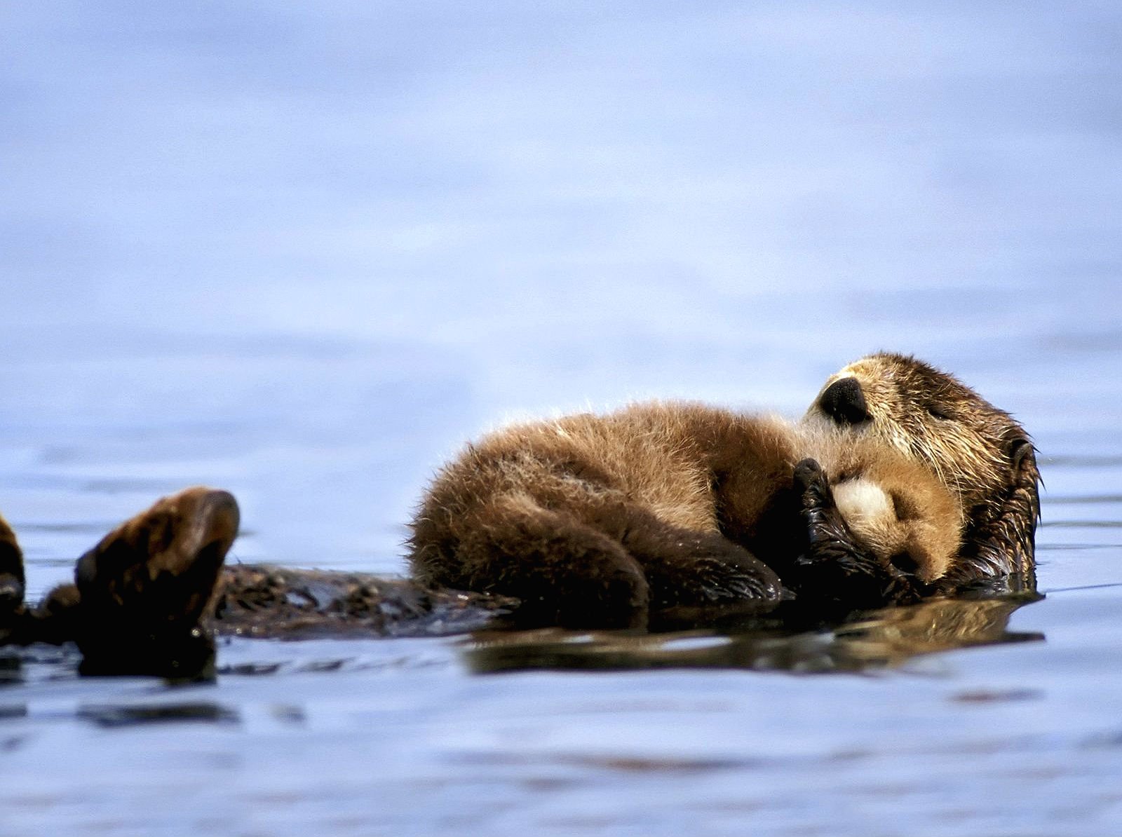 seeotter tapete,otter,tierwelt,seeotter,braunbär,nordamerikanischer flussotter