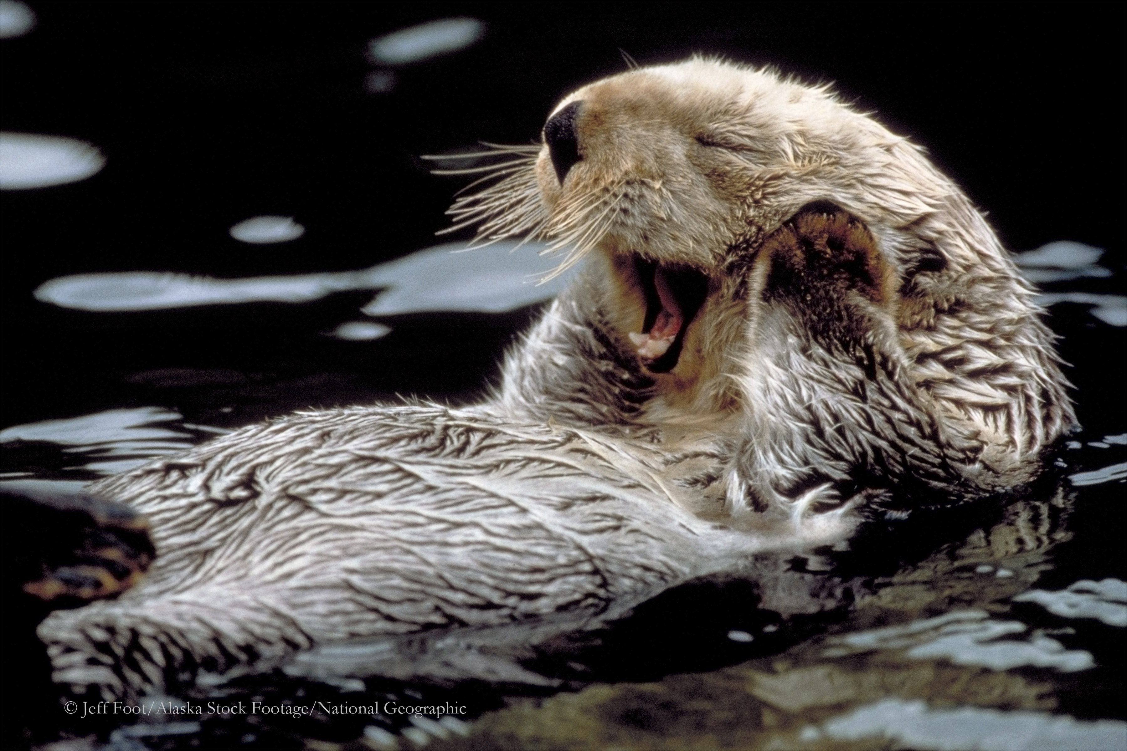 carta da parati lontra di mare,lontra,lontra di fiume nordamericana,lontra,nutria,mammifero marino