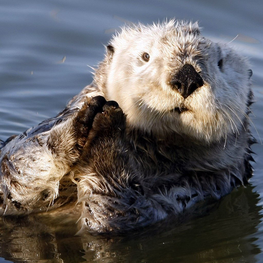 seeotter tapete,otter,nordamerikanischer flussotter,seeotter,meeressäugetier,schnauze