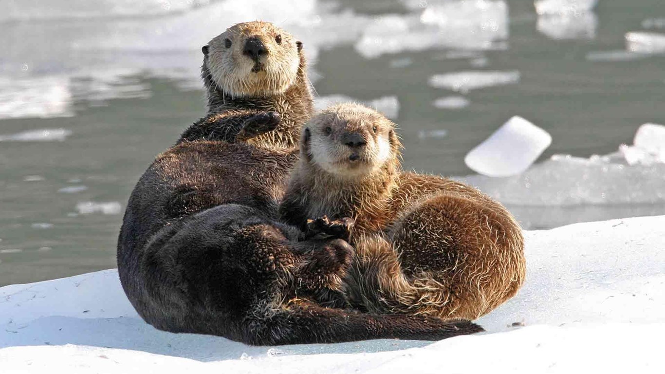 sea otter wallpaper,mammal,vertebrate,otter,terrestrial animal,sea otter