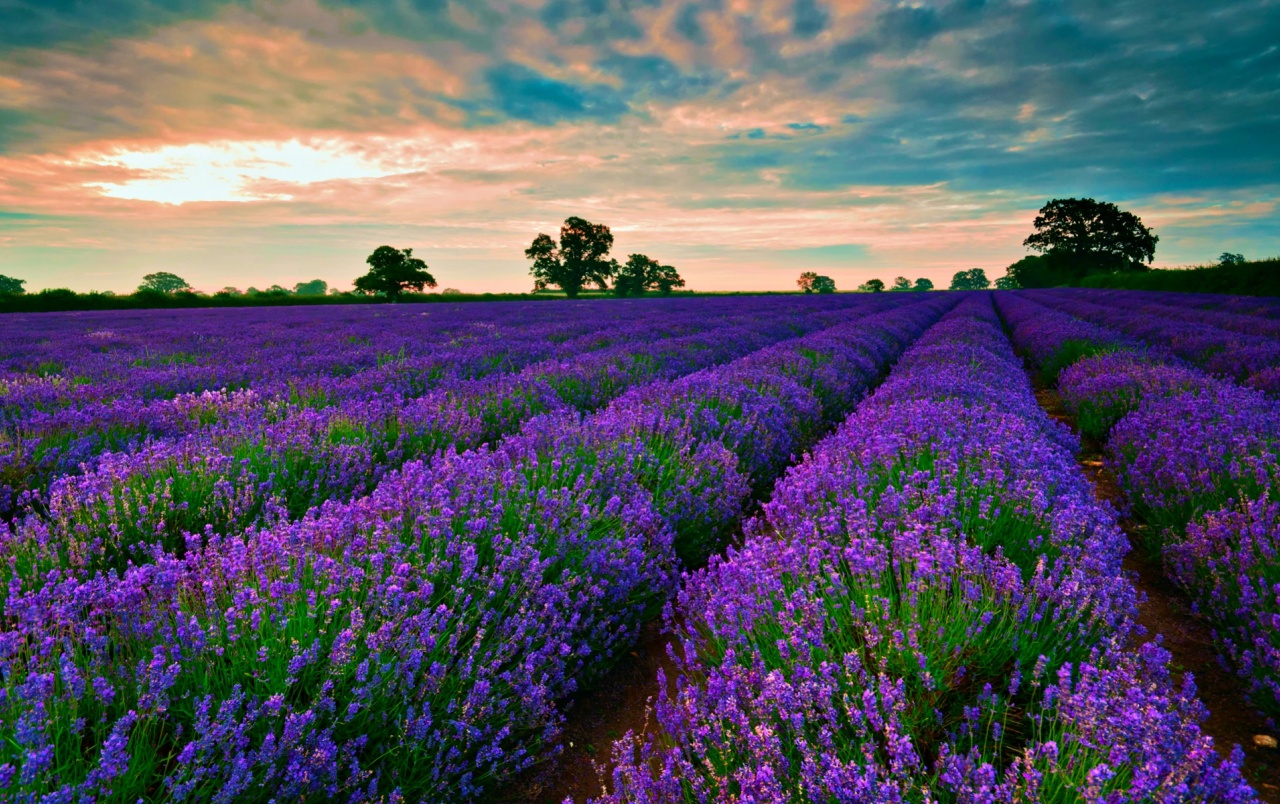 tapete von,lavendel,englischer lavendel,lila,blume,violett