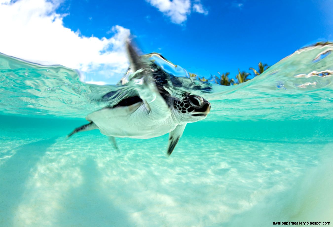 baby sea turtle wallpaper,green sea turtle,turtle,underwater,sea turtle,extreme sport