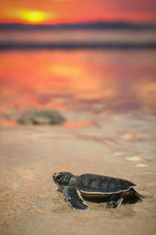 bebé tortuga marina fondo de pantalla,tortuga marina,tortuga verde,tortuga,tortuga marina kemps ridley,tortuga marina