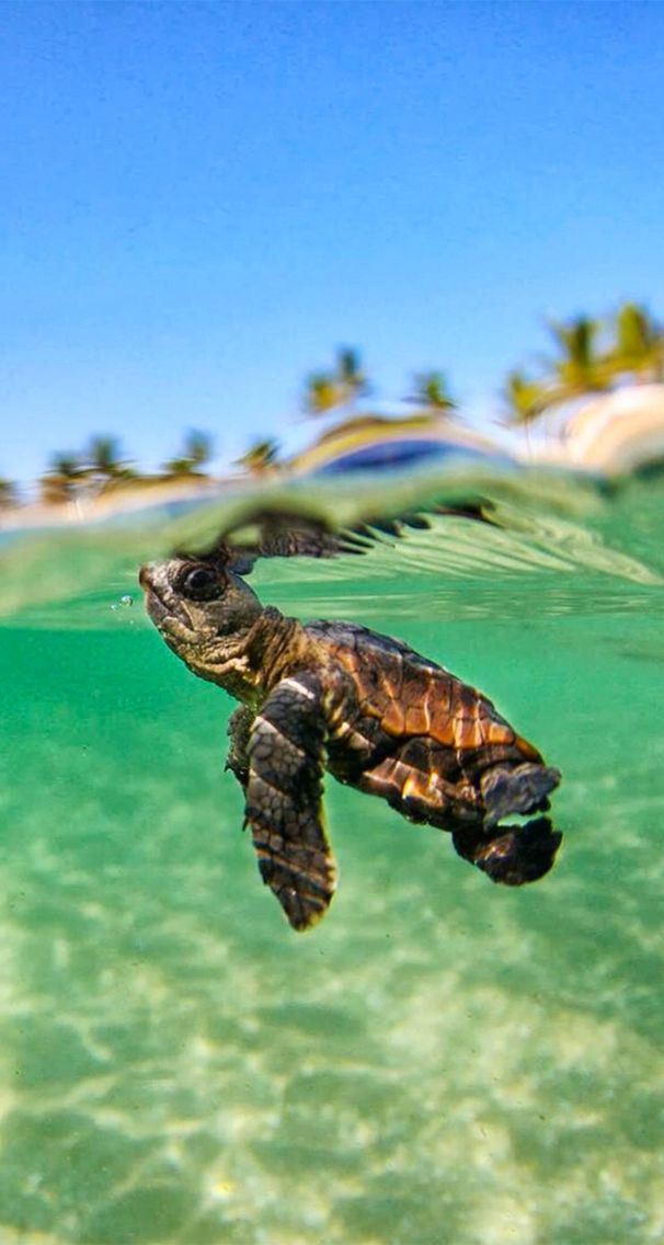 baby sea turtle wallpaper,sea turtle,hawksbill sea turtle,green sea turtle,turtle,tortoise