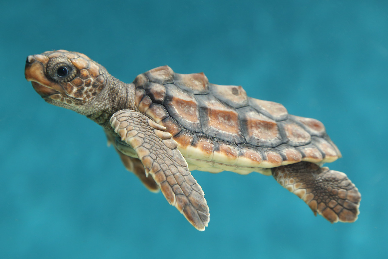baby sea turtle wallpaper,sea turtle,vertebrate,tortoise,loggerhead sea turtle,hawksbill sea turtle