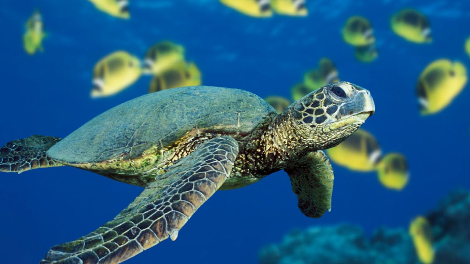 아기 바다 거북 벽지,바다 거북,대모 바다 거북,올리브 리들리 바다 거북,바다 거북 바다 거북,녹색 바다 거북