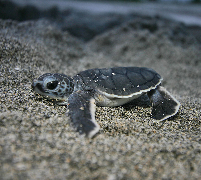 fond d'écran bébé tortue de mer,tortue de mer,tortue de mer olive ridley,tortue verte,tortue,reptile