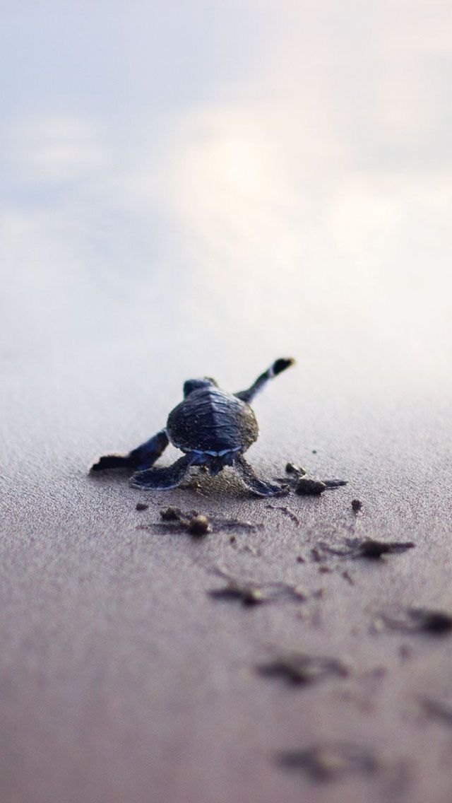 baby sea turtle wallpaper,turtle,water,sea turtle,olive ridley sea turtle,green sea turtle