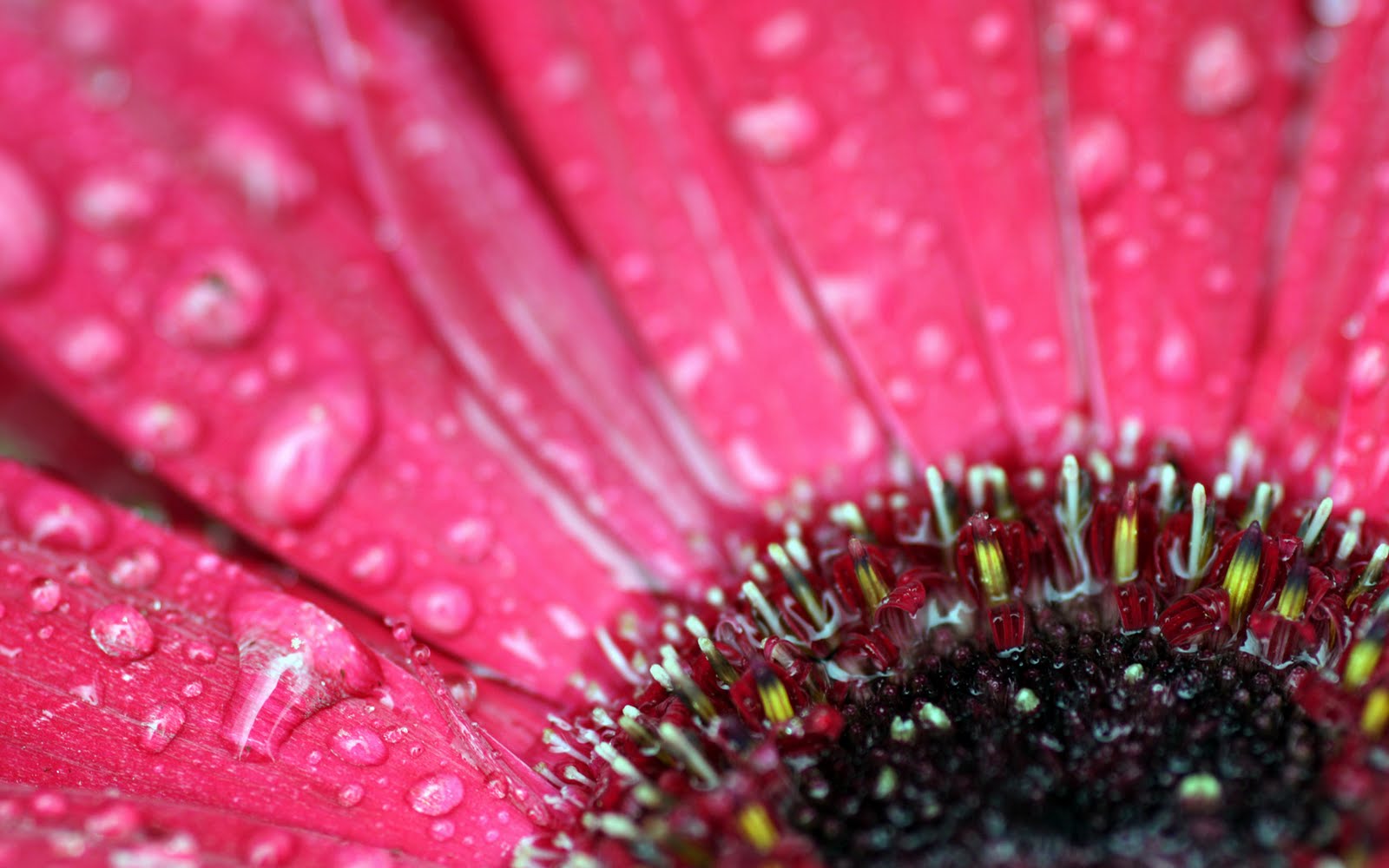 wallpaper from,barberton daisy,pink,close up,red,water