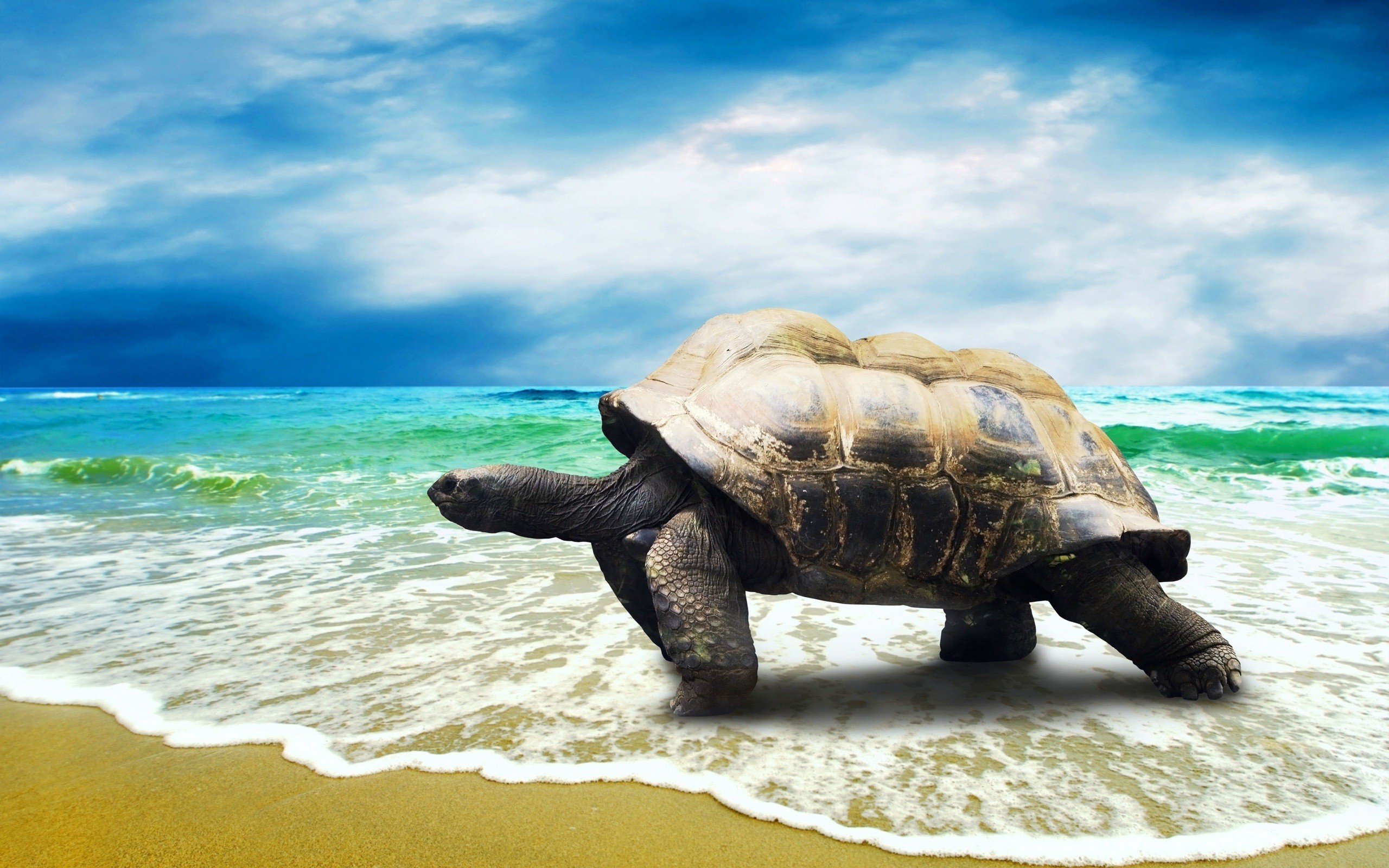 baby sea turtle wallpaper,tortoise,turtle,galápagos tortoise,sea turtle,chelonoidis