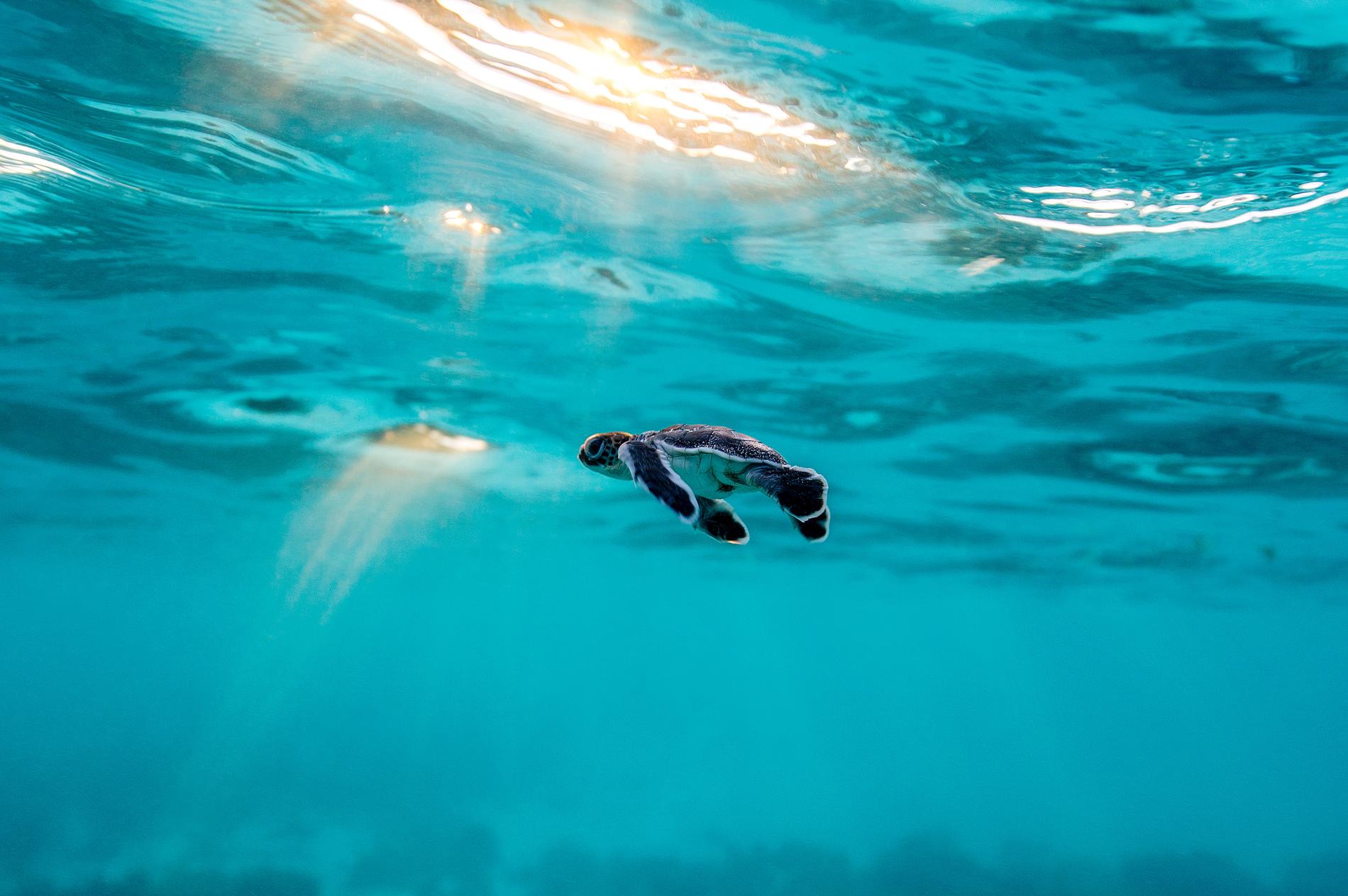 bebé tortuga marina fondo de pantalla,agua,submarino,nadando,turquesa,mar