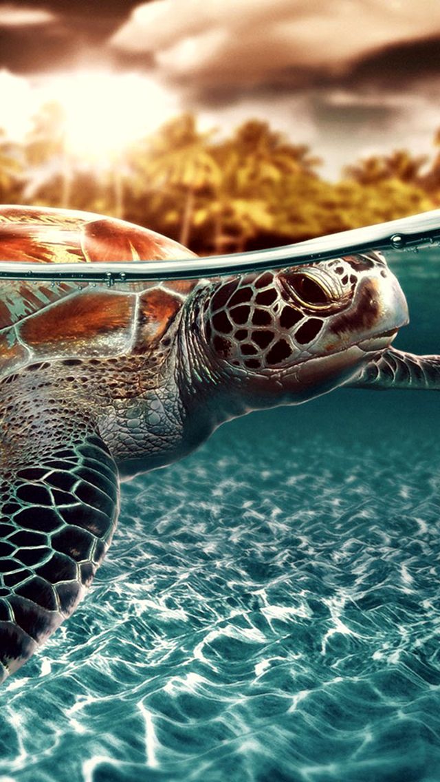 baby sea turtle wallpaper,sea turtle,hawksbill sea turtle,green sea turtle,turtle,olive ridley sea turtle