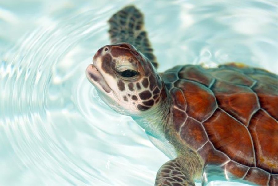 bebé tortuga marina fondo de pantalla,tortuga marina,tortuga carey,tortuga verde,tortuga,tortuga marina
