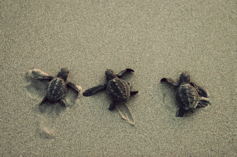 아기 바다 거북 벽지,바다 거북,올리브 리들리 바다 거북,터틀,켐프 스 리들리 바다 거북,녹색 바다 거북