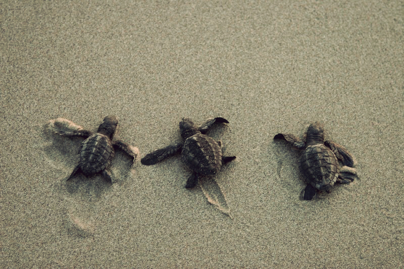 fond d'écran bébé tortue de mer,tortue de mer,tortue de mer olive ridley,tortue,tortue de mer kemps ridley,tortue verte