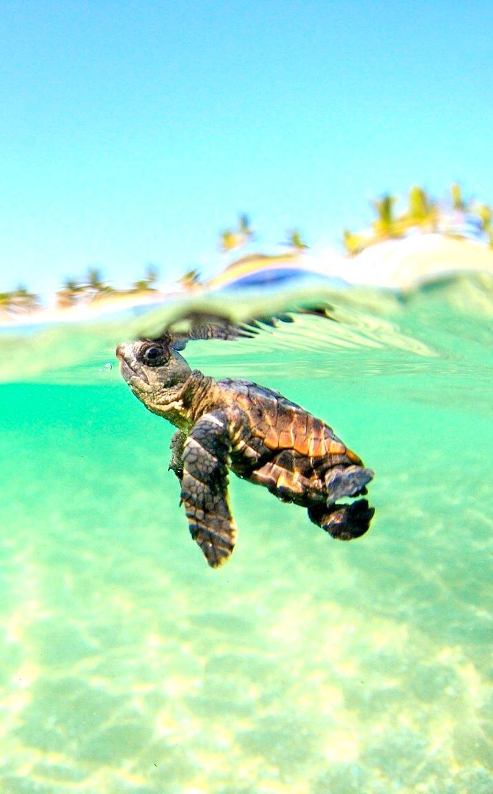 baby sea turtle wallpaper,sea turtle,hawksbill sea turtle,loggerhead sea turtle,green sea turtle,olive ridley sea turtle