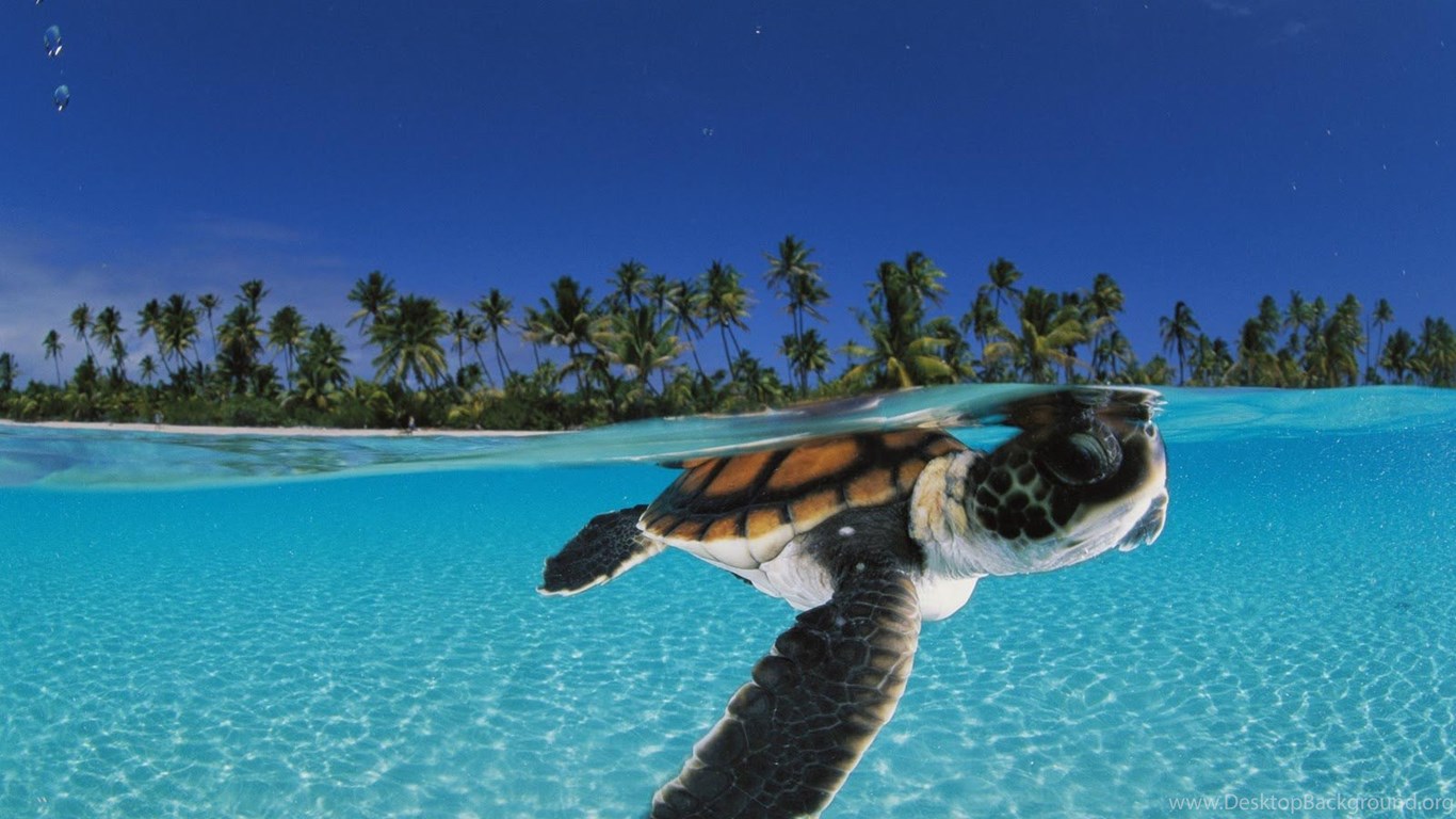 baby sea turtle wallpaper,sea turtle,hawksbill sea turtle,green sea turtle,turtle,loggerhead sea turtle