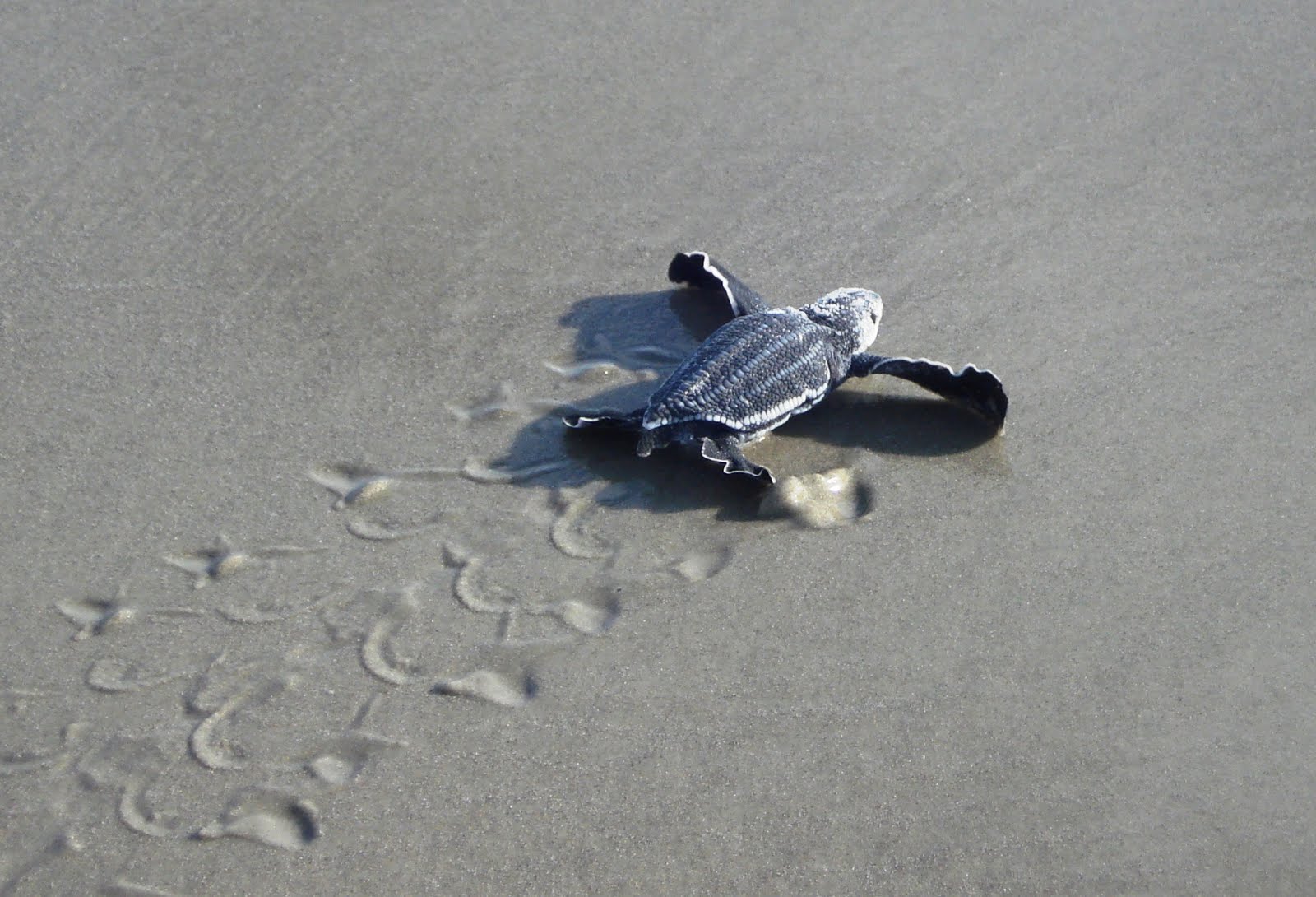 Fond D Ecran Bebe Tortue De Mer Tortue De Mer Tortue De Mer Olive Ridley Tortue Tortue Verte Tortue De Mer Kemps Ridley Wallpaperuse