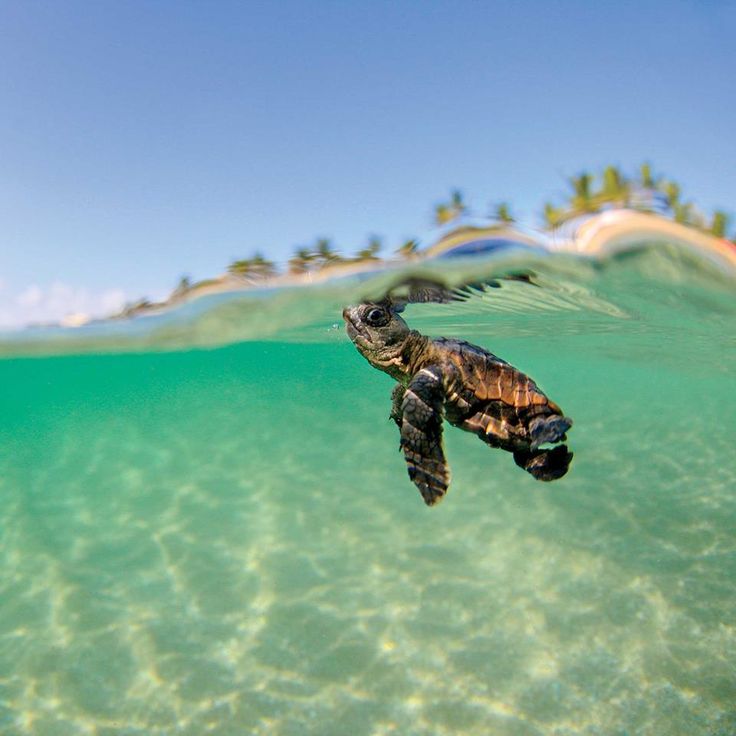 baby sea turtle wallpaper,sea turtle,hawksbill sea turtle,olive ridley sea turtle,green sea turtle,loggerhead sea turtle