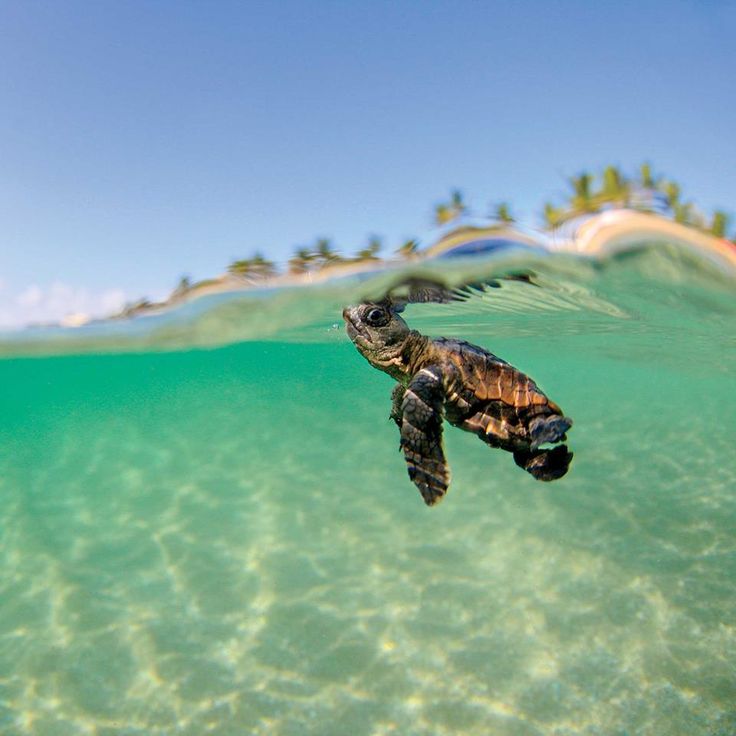 baby meeresschildkröte tapete,meeresschildkröte,karettschildkröte,olive ridley meeresschildkröte,grüne meeresschildkröte,schildkröte