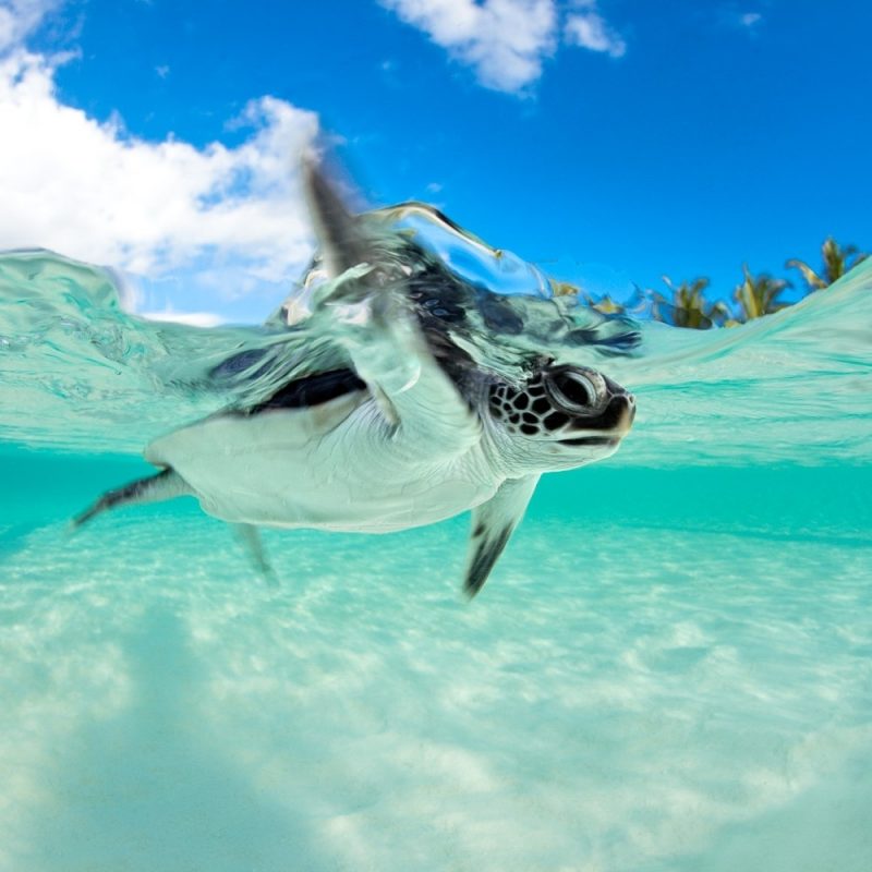 fond d'écran bébé tortue de mer,tortue verte,tortue,tortue de mer,sous marin,tortue imbriquée