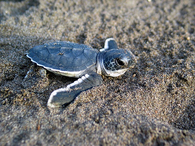 fond d'écran bébé tortue de mer,tortue de mer,tortue de mer olive ridley,tortue verte,tortue,tortue caouanne