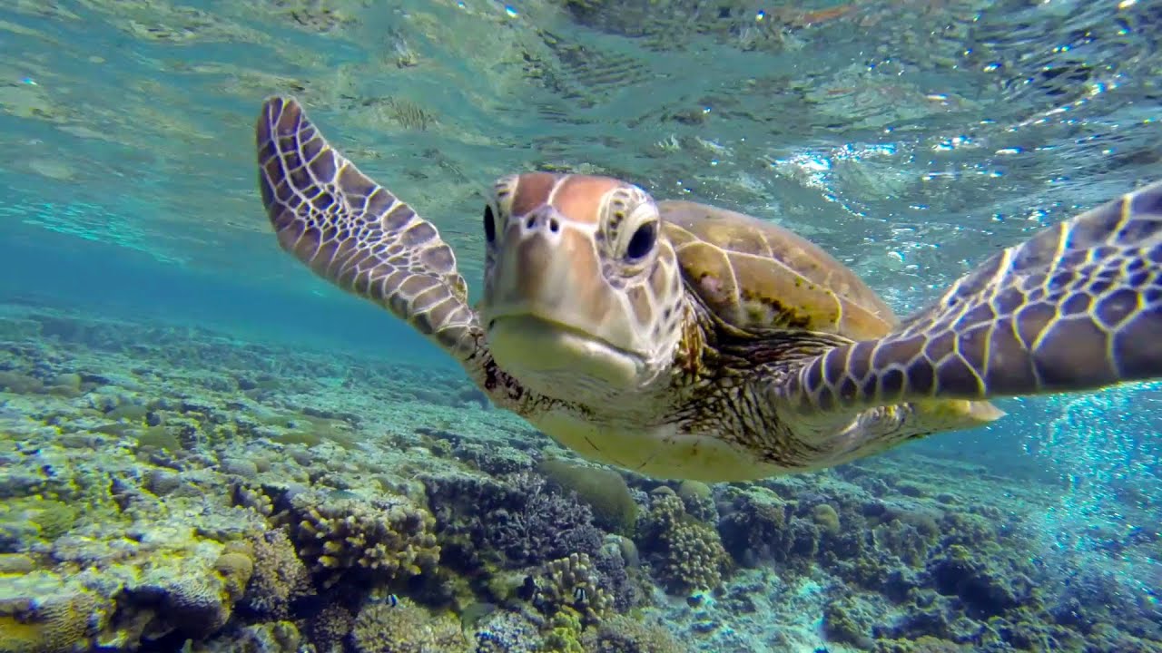 Fond D Ecran Bebe Tortue De Mer Tortue De Mer Tortue Imbriquee Tortue De Mer Olive Ridley Tortue Caouanne Tortue Verte Wallpaperuse