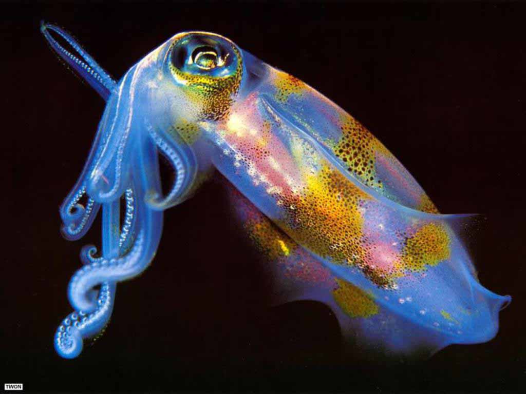 Cuttlefish 1080P, 2K, 4K, 5K HD wallpapers free download | Wallpaper Flare