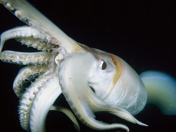fondo de pantalla de calamar,cefalópodo,pulpo gigante del pacifico,calamar,pulpo,pulpo
