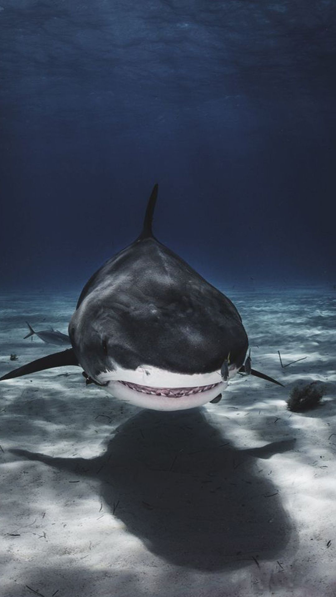 shark iphone wallpaper,shark,killer whale,fish,tiger shark,cartilaginous fish