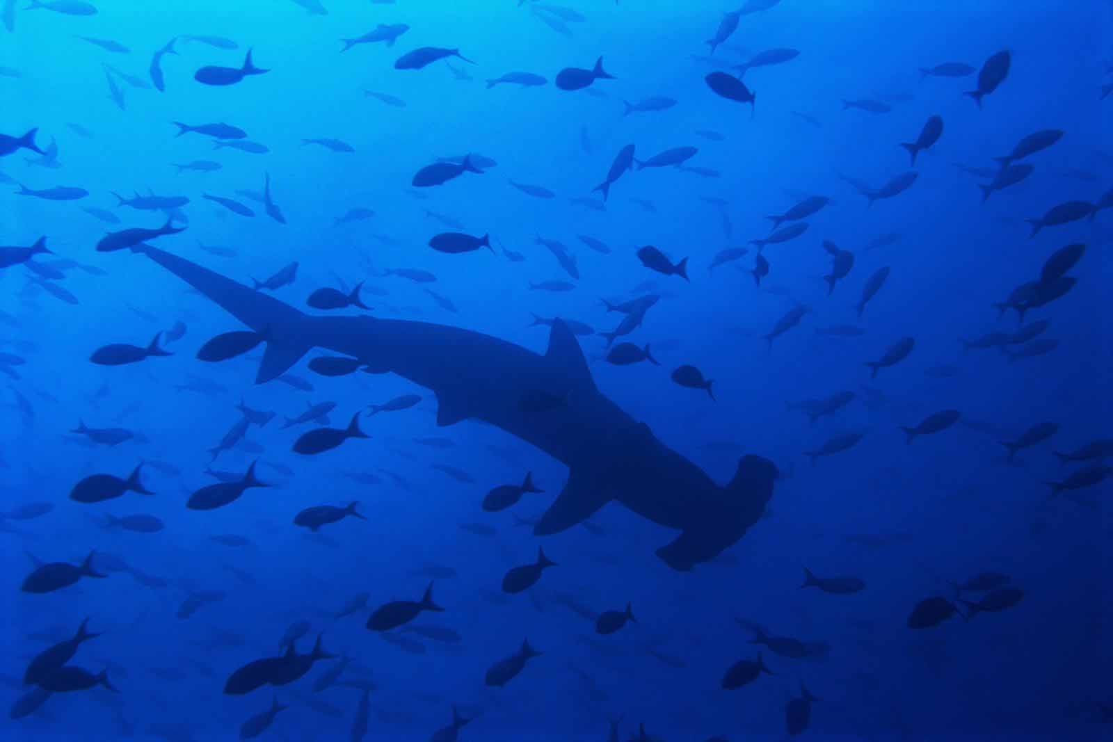 Bronze Hammerhead Shark- WallpaperUse