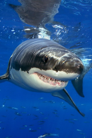 shark iphone wallpaper,shark,fish,great white shark,marine biology,cartilaginous fish