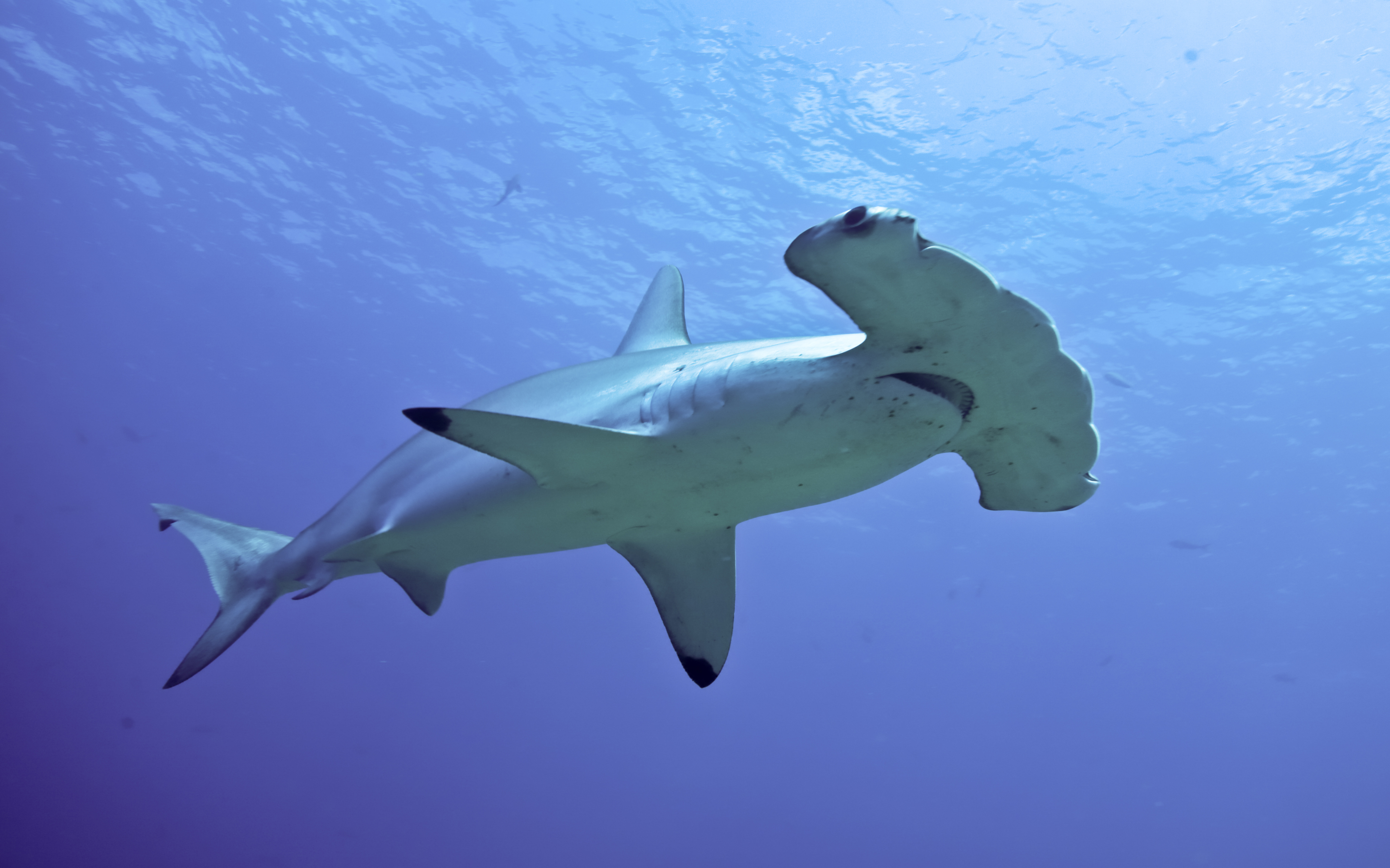 hammerhead shark wallpaper,fish,shark,great white shark,lamniformes,requiem shark
